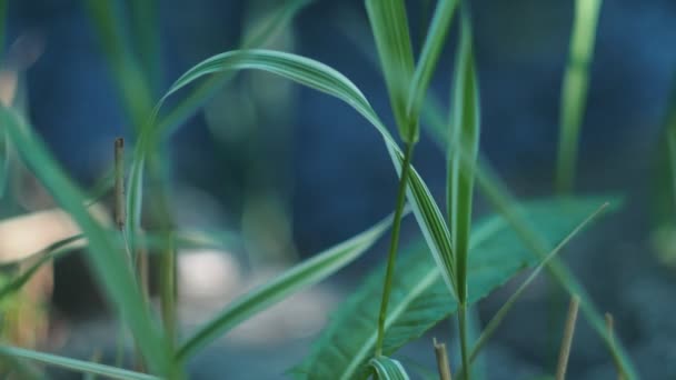 Planten Een Verscheidenheid Aan Planten Tegen Achtergrond Van Gereflecteerde Schittering — Stockvideo