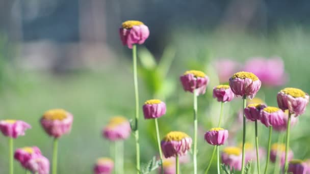 Növények Virágok Százszorszépek Ringatóznak Szélben Sötétzöld Háttéren Közelkép — Stock videók