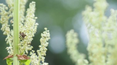 Böcekler. Parlak, güneşli bir günde çiçek açan bir orman böceği. Yakın plan..