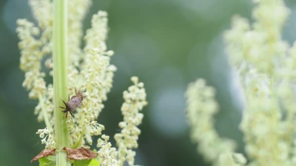 昆虫だ 晴れた日に開花するルバーブの森のバグ — ストック動画
