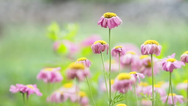 Plantes Fleurs Marguerites Oscillant Dans Vent Sur Fond Vert Clair — Video