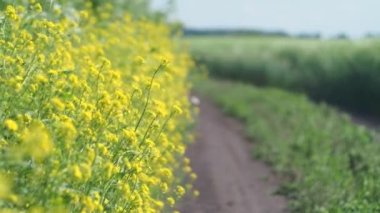 Plants, flowers. Beautiful yellow flowers move in the wind against the background of a rural road and a wheat field.  Siberia. Bokeh.