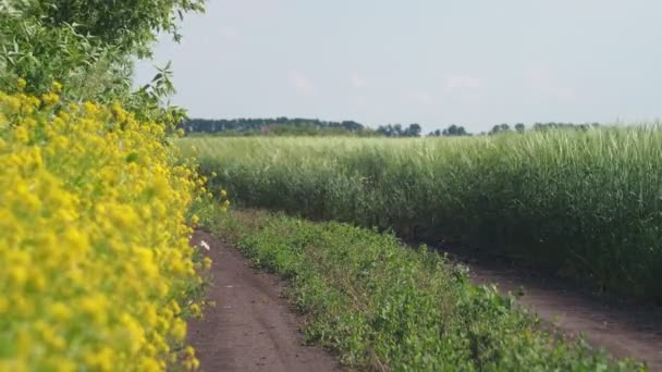 Plantas Flores Hermosas Flores Amarillas Mueven Viento Sobre Fondo Camino — Vídeos de Stock