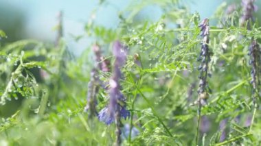Sihirli çayır, bitkiler, bulanık. Yağmurdan gelen su damlaları parıldıyor ve çayırlardaki çiçek ve bitkilerin üzerindeki güneş ışınlarından parıldıyor. Sibirya, yakın plan. Döndürme.