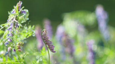 Sihirli çayır, bitkiler, bulanık. Yağmurdan gelen su damlaları parıldıyor ve çayırlardaki çiçek ve bitkilerin üzerindeki güneş ışınlarından parıldıyor. Sibirya, yakın plan. Döndürme.