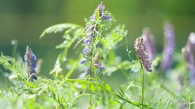 Sihirli çayır, bitkiler, bulanık. Yağmurdan gelen su damlaları parıldıyor ve çayırlardaki çiçek ve bitkilerin üzerindeki güneş ışınlarından parıldıyor. Sibirya, yakın plan. Döndürme.