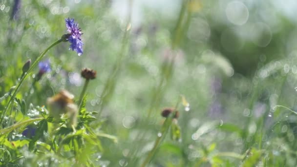 Prairie Magique Plantes Flou Des Gouttes Eau Pluie Scintillent Brillent — Video