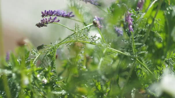 魔法の牧草地 フォーカスのうち 雨のシマーからの水の滴と草原の花や植物に太陽の光線から輝きます シベリア接近中 — ストック動画