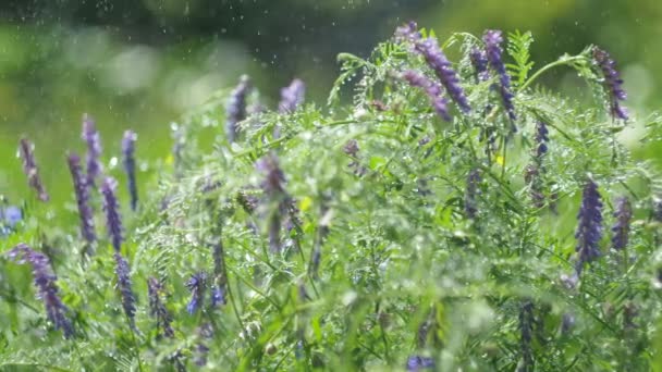 Μαγικό Λιβάδι Φυτά Εκτός Εστίασης Σταγόνες Νερού Από Βροχή Λάμπουν — Αρχείο Βίντεο
