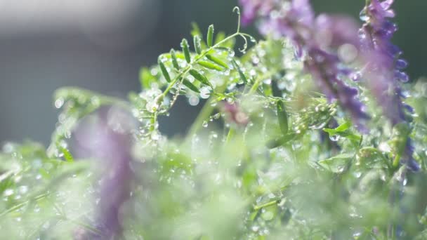 초점에서 벗어난 방울의 초원의 식물에 내리는 광선으로 빛나고 빛나고 시베리아 — 비디오