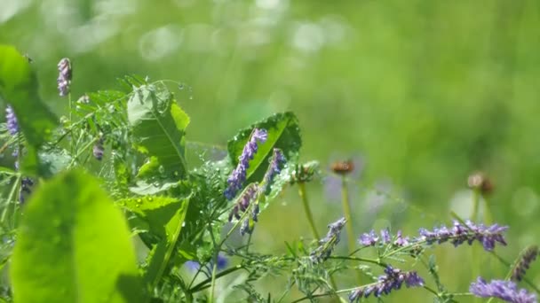 Prairie Magique Plantes Flou Des Gouttes Eau Pluie Scintillent Brillent — Video