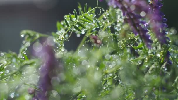 Μαγικό Λιβάδι Φυτά Εκτός Εστίασης Σταγόνες Νερού Από Βροχή Λάμπουν — Αρχείο Βίντεο