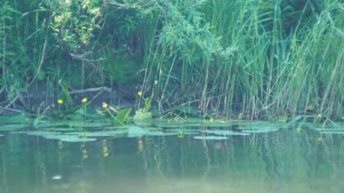 Sihirli nehir. Sarı nilüferler nehir kıyısının yanındaki suda çiçek açarlar. Berd Nehri. Sibirya.