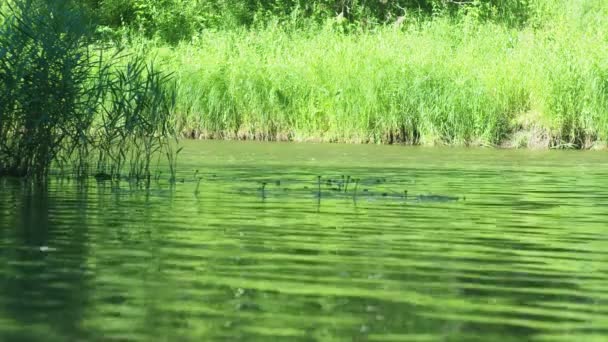 Agua Limpia Pequeño Río Bosque Fluye Los Matorrales Plantas Costeras — Vídeos de Stock
