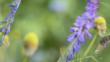 Sihirli çayır, bitkiler, bulanık. Çayır çiçekleri güneşli bir günde rüzgarda sallanır. Sibirya, yakın çekim.
