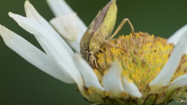 Macro Insectes Punaise Des Forêts Nourrit Pollen Sur Camomille Jour — Video