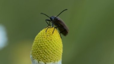 Makro, böcekler. Barbel böceği (Cerambycidae) bir papatyanın üzerinde oturur ve etrafa bakar. Sibirya.