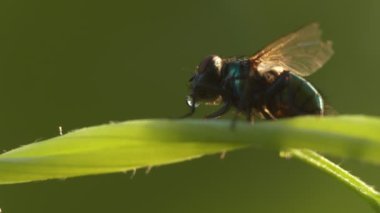 Makro, Böcekler. Kırık kanadı olan bir sinek ağzından bir damla tükürük salıyor ve sıcak bir günde serinlemek için geri emiyor. Sibirya.
