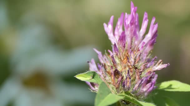 Insekten Ein Schöner Käfer Billbug Versteckt Sich Unter Einer Blume — Stockvideo