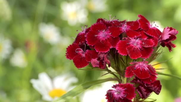 Plantas Broto Flores Cravo Williams Doce Balança Vento Jardim Close — Vídeo de Stock