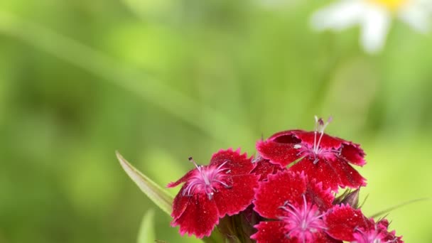 Rośliny Pączek Goździków Kwiaty Słodkie Williams Huśtawki Wietrze Ogrodzie Zbliżenie — Wideo stockowe