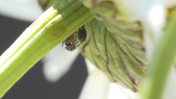 Macro Insectes Fourmis Protège Fourmis Chatouille Avec Leurs Antennes Puceron — Video