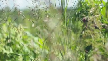 Sihirli çayır, bitkiler, bulanık. Çayır çiçekleri güneşli bir günde rüzgarda sallanır. Sibirya, yakın çekim.