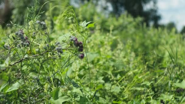 Magische Weide Planten Klis Zwaait Wind Het Veld Een Close — Stockvideo