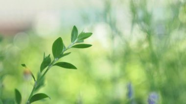 Sihirli çayır, bitkiler, bulanık. Çayır çiçekleri güneşli bir günde rüzgarda sallanır. Sibirya, yakın çekim.