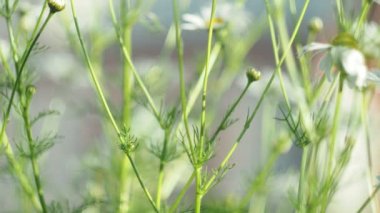 Sihirli çayır, bitkiler, bulanık. Çayır çiçekleri güneşli bir günde rüzgarda sallanır. Sibirya, yakın çekim.
