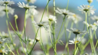 Sihirli çayır, bitkiler, bulanık. Çayır çiçekleri güneşli bir günde rüzgarda sallanır. Sibirya, yakın çekim.