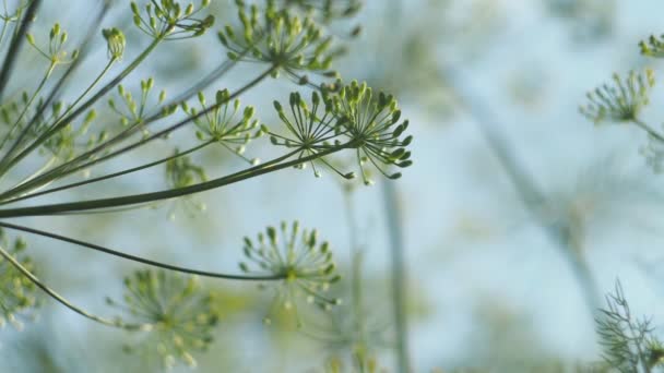 Vegetarisme Planten Takken Bloemen Van Dille Schommelen Wind Boerderij Bed — Stockvideo