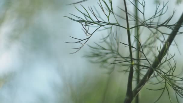 Vegetarianism Plants Branches Flowers Dill Swing Wind Farm Bed Close — Αρχείο Βίντεο