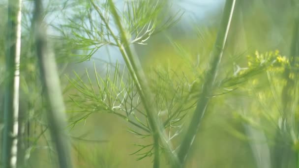 Vegetarianismo Plantas Ramas Flores Eneldo Oscilan Viento Cama Granja Primer — Vídeo de stock