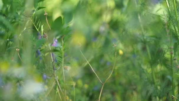 Magická Louka Rostliny Rozostřené Květiny Louce Houpají Větru Slunečného Dne — Stock video