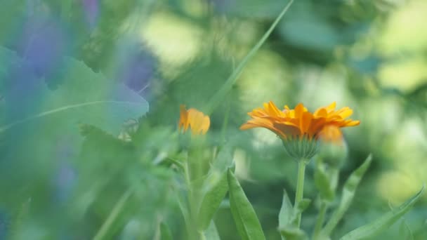 Magisk Eng Planter Ude Fokus Meadow Blomster Svinge Fra Vinden – Stock-video