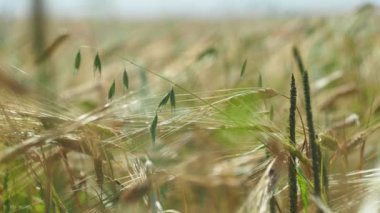 Mısır gevreği, vejetaryenlik. Genç buğday başakları (çavdar) rüzgardan tarlada savruluyor. Sibirya 'da. Yakın plan..