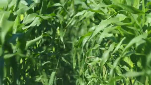 Gecultiveerde Planten Vegetarisme Maïsbladeren Een Boerenveld Bewegen Wind Een Close — Stockvideo