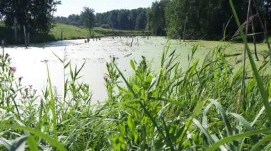 Çevre, ekoloji. Su deposu, yüzey yosunlarıyla ve kuru ağaçlarla dolu bir bataklığa dönüştü. Sibirya.