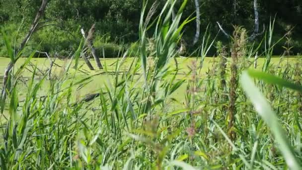 Environment Ecology Reservoir Has Become Swamp Duckweed Surface Dry Trees — Stock Video