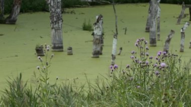 Bataklık. Devedikeni çiçekleri rüzgarda sallanıyor hareketsiz bir bataklığın arka planında. Sibirya.