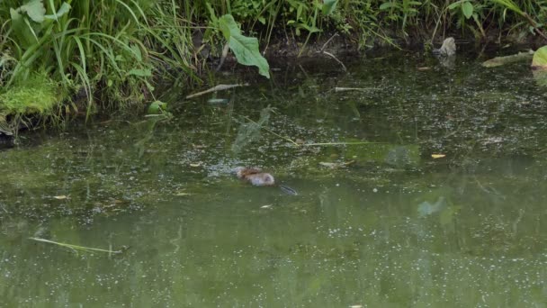 Vida Selvagem Animais Rato Almiscarado Nada Através Uma Lagoa Pantanosa — Vídeo de Stock