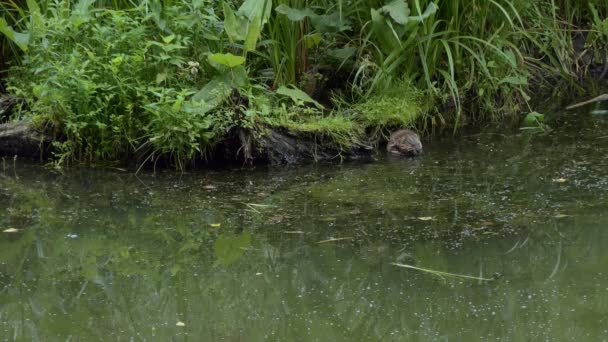 Animals Wildlife Lakes Muskrat Feeds Plants Swampy Pond Siberia — Stockvideo