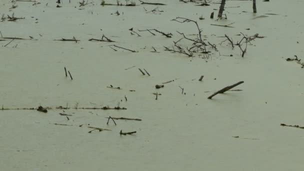 Medio Ambiente Ecología Embalse Convertido Pantano Con Maleza Pato Superficie — Vídeo de stock