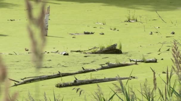 環境生態学 貯水池は 表面にダックウィードと乾燥した木と沼になっています シベリア — ストック動画