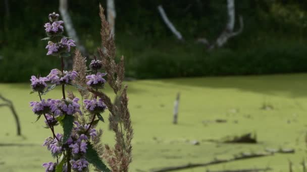 ホーム薬局 Phlomisは 動きのない沼の背景に風から振動する心臓 神経および血管疾患のための薬理療法を開花させます シベリア — ストック動画