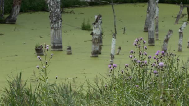 Marais Les Fleurs Chardon Balancent Dans Vent Sur Fond Marécage — Video