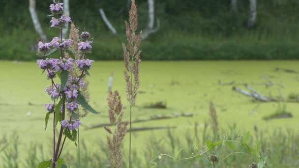 在一片静止不动的沼泽地中 弗洛米斯花是一种治疗心脏 神经和血管疾病的药物 它在风中摇曳 西伯利亚 — 图库视频影像