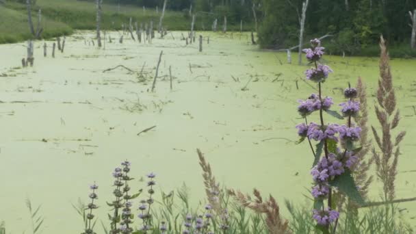 Inicio Farmacia Plantas Phlomis Flores Remedio Medicinal Para Corazón Enfermedades — Vídeo de stock