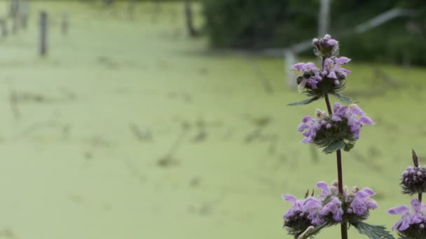 家庭药房 弗洛米斯花是一种治疗心脏 神经和血管疾病的药物 在一片静止不动的沼泽地背景下 它在风中摇曳 西伯利亚 — 图库视频影像